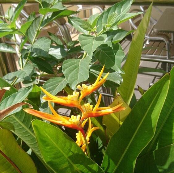 Pansiyon The Golden Apple Guest House