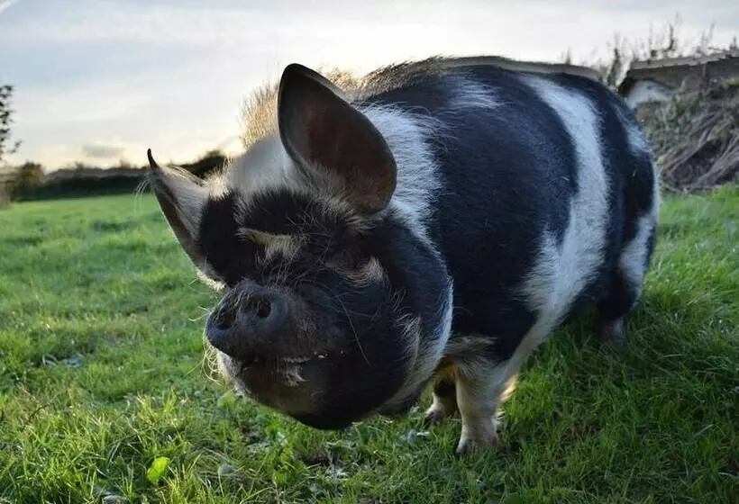 Aamiaismajoitus (B&B) Lower Severalls Farmhouse