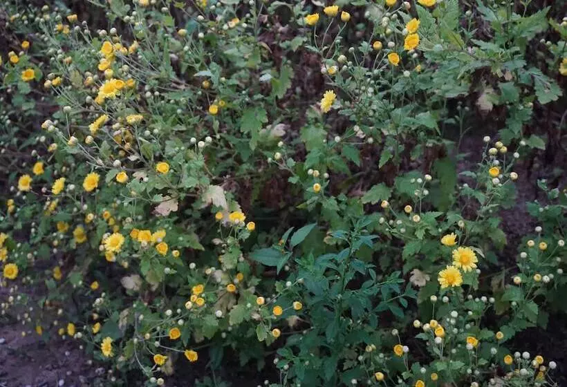 Hotelli Villa De View Chiang Dao