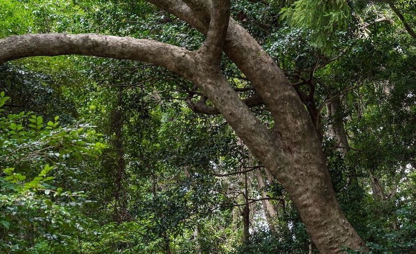 ريوكان Auberge Yusura