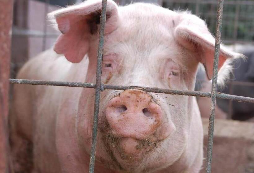 בית מלון כפרי Il Giogo Agriturismo