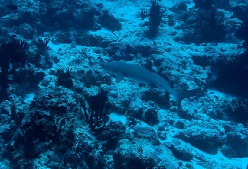 پانسیون Manta Inn