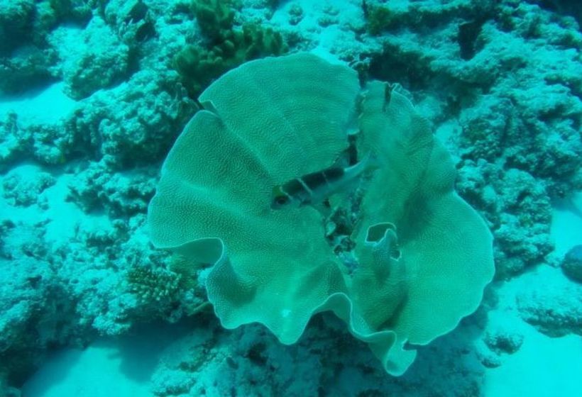 پانسیون Manta Inn