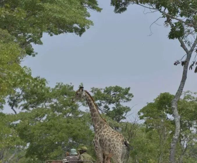 هتل Bushman Rock Safaris