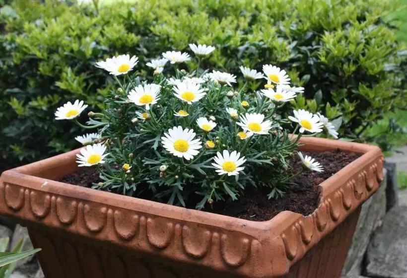 ホテル Garni Degli Angioli