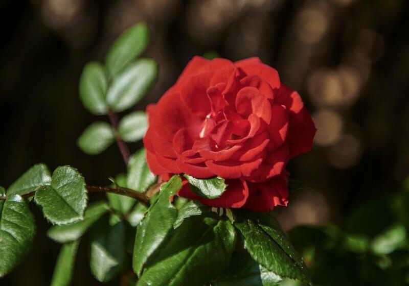 호텔 Logis Hôtel Restaurant Le Plantevin