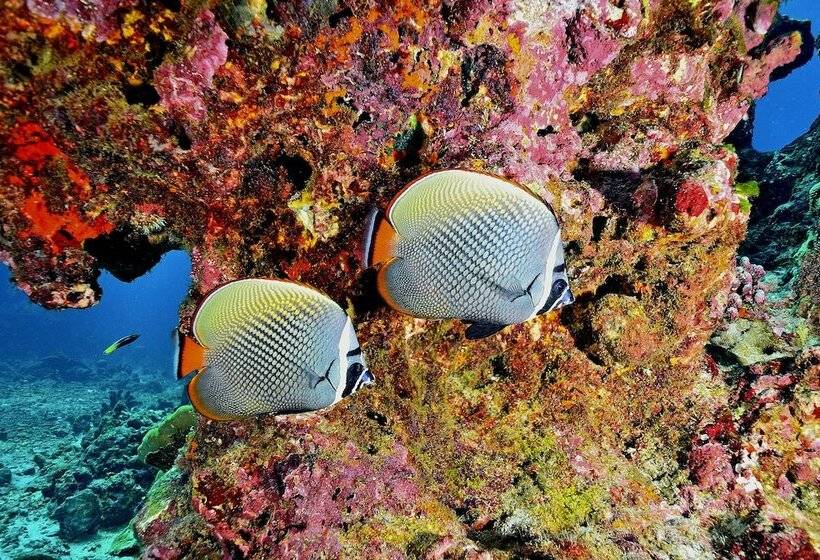 Phoenix Hotel Karon Beach