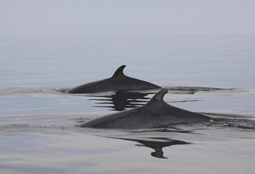 Hôtel Motel Le Beluga