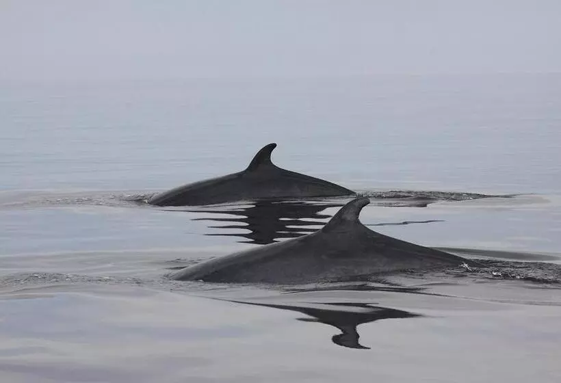 Hôtel Motel Le Beluga