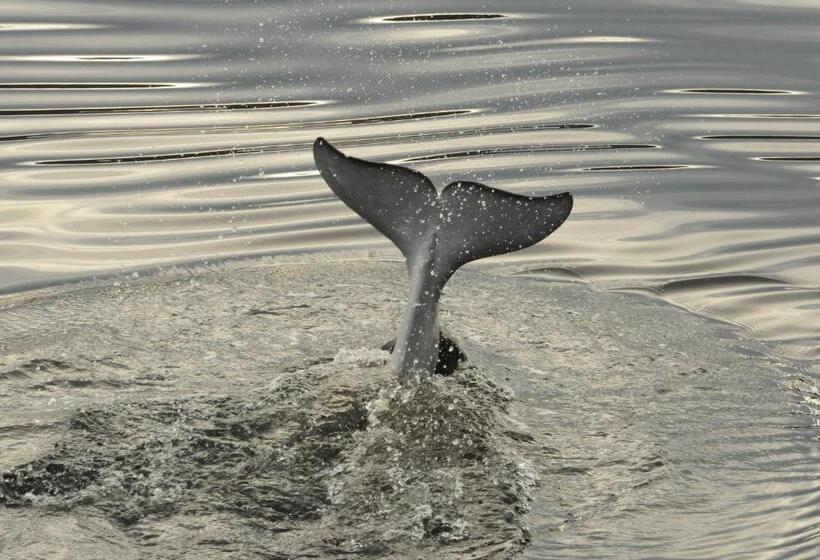 Hôtel Motel Le Beluga