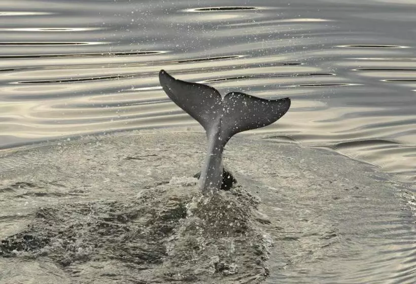 Hôtel Motel Le Beluga
