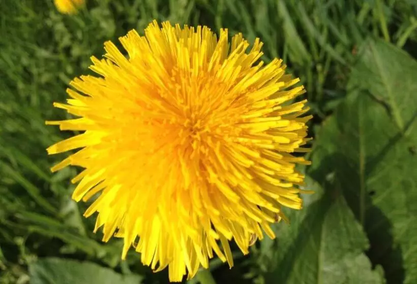 Hotelli Gasthaus Zum Hirschen