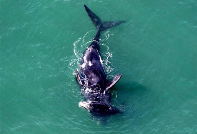 هتل Silvestre Praia