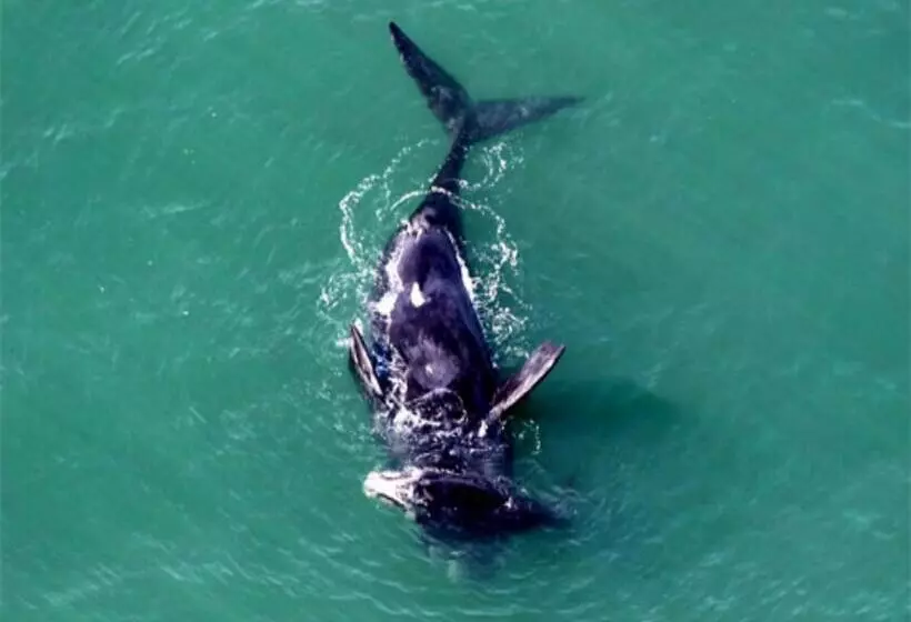 ホテル Silvestre Praia