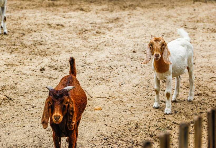 בית מלון כפרי Melia Ho Tram Beach Resort