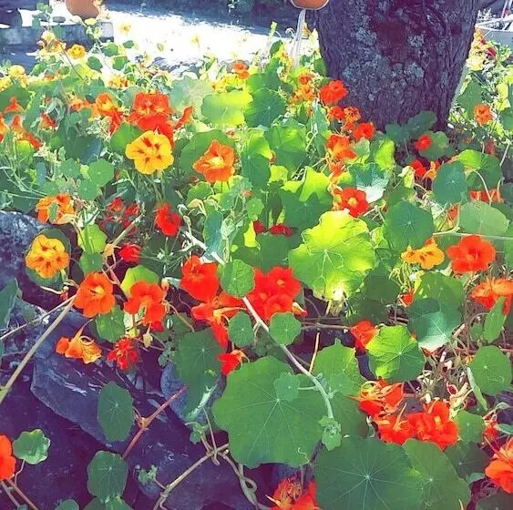 Retkeilymaja Vertshuset Fannarheimr   Bed &breakfast