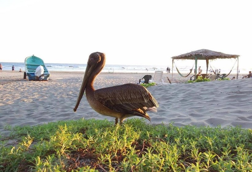 هتل La Tortuga Verde