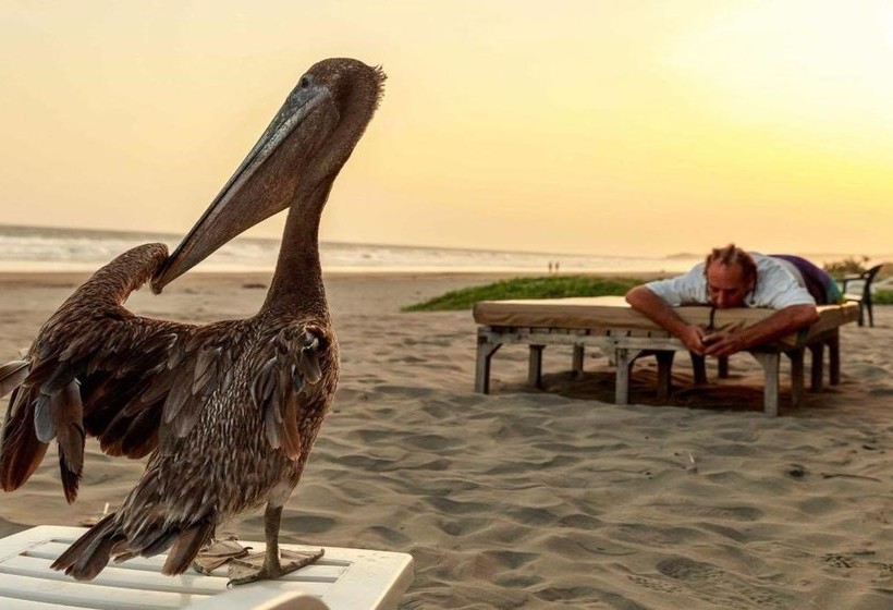 هتل La Tortuga Verde