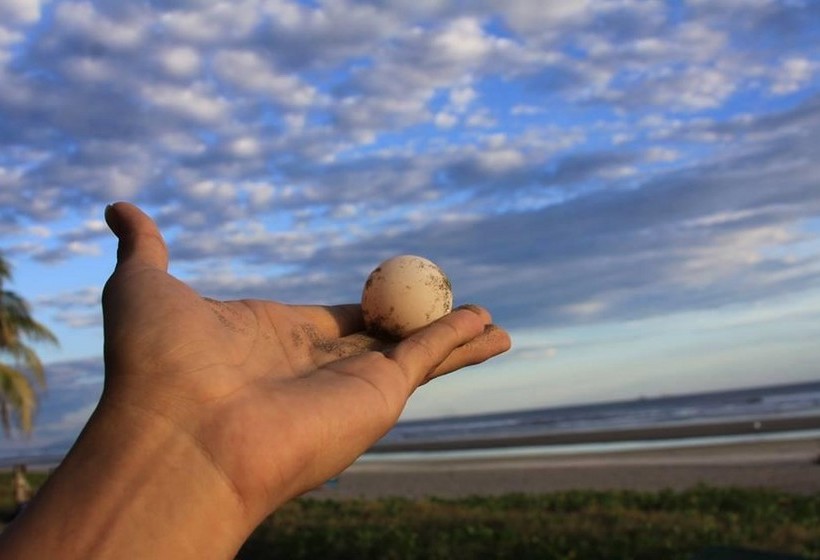 هتل La Tortuga Verde