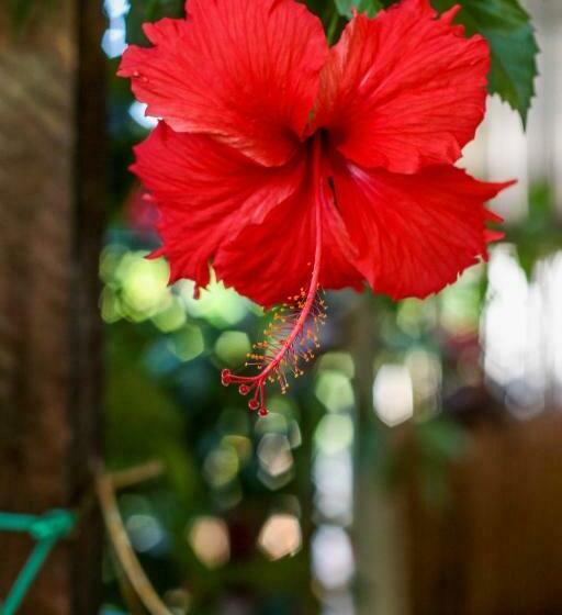 پانسیون Pousada Leão Marinho