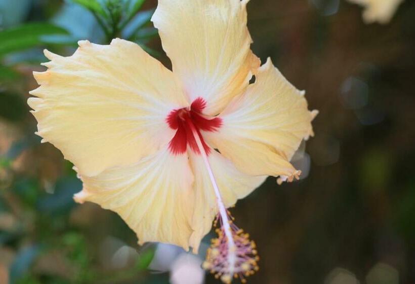 پانسیون Pousada Leão Marinho