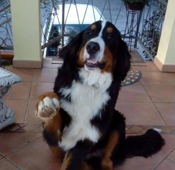 فندق Agriturismo Al Nido Degli Aironi