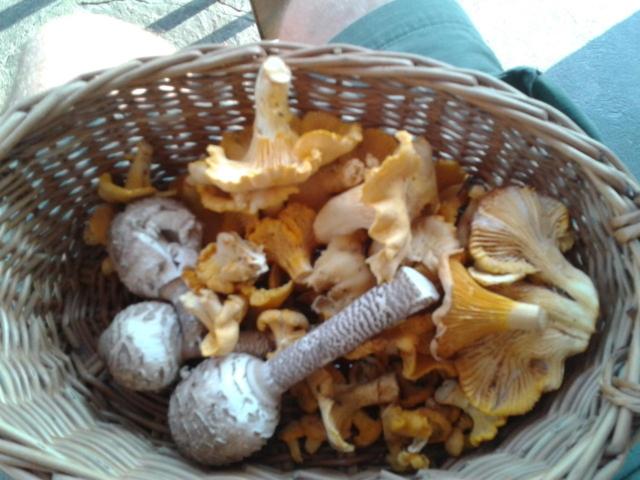 بنسيون Gästehaus Holzfeind