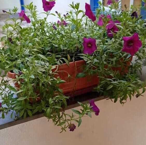 ペンション Pousada Caminho Do Trem