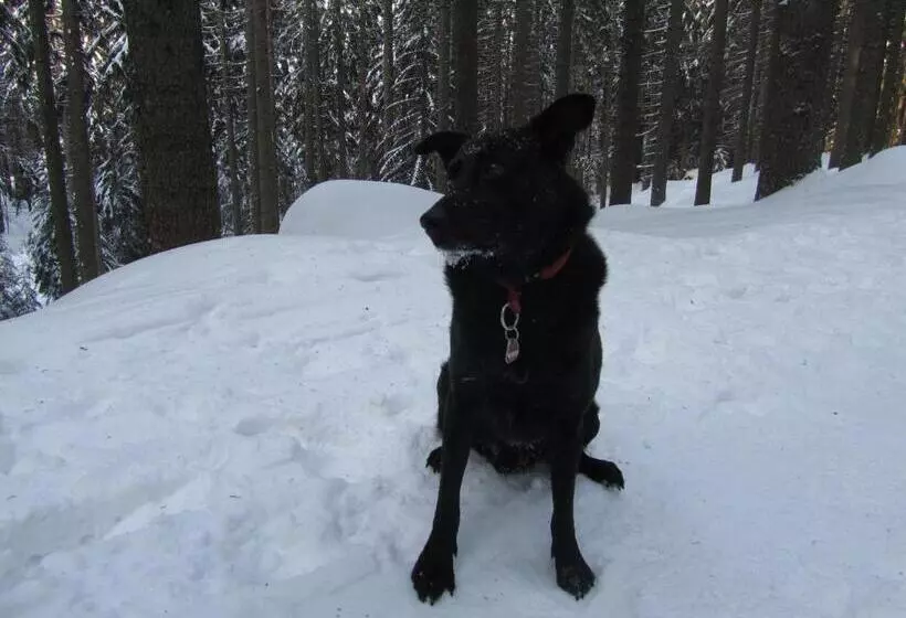 Pension Sonnleit´n Urlaub Mit Hund