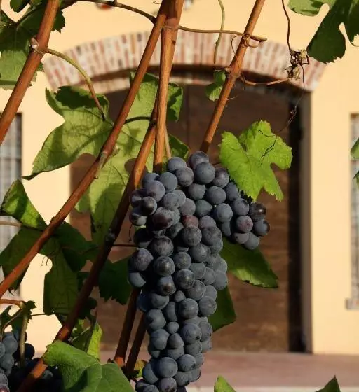 ホテル Cascina Delle Rose