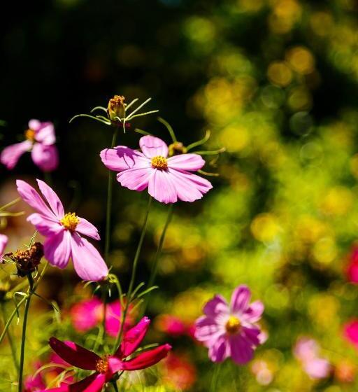 Pansiyon Chez Domaine Pousada Organica
