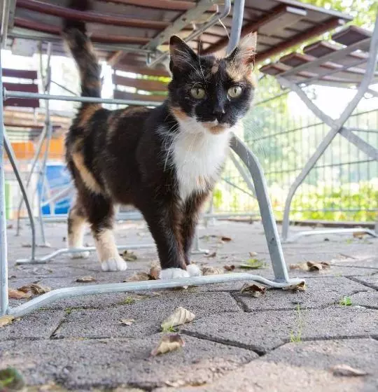 Majatalo Brauhaus Am See