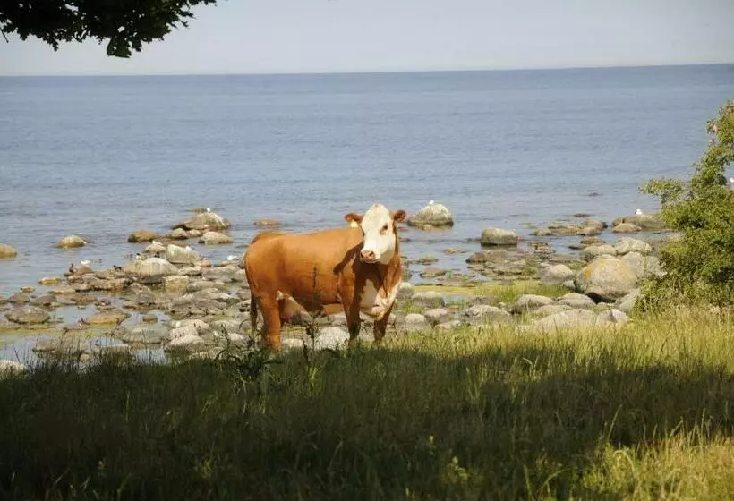 Pension Stf Baskemölla Hostel