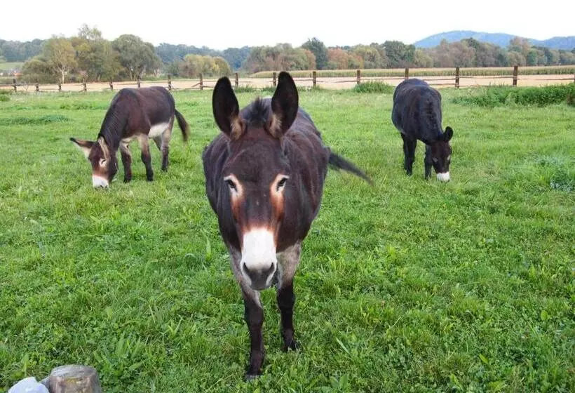 Pension Habermannova Vila