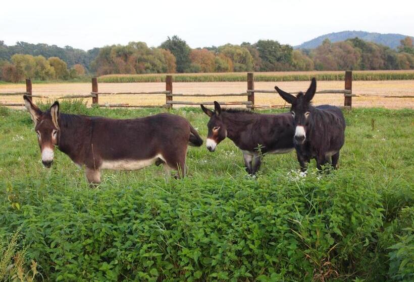 Pension Habermannova Vila