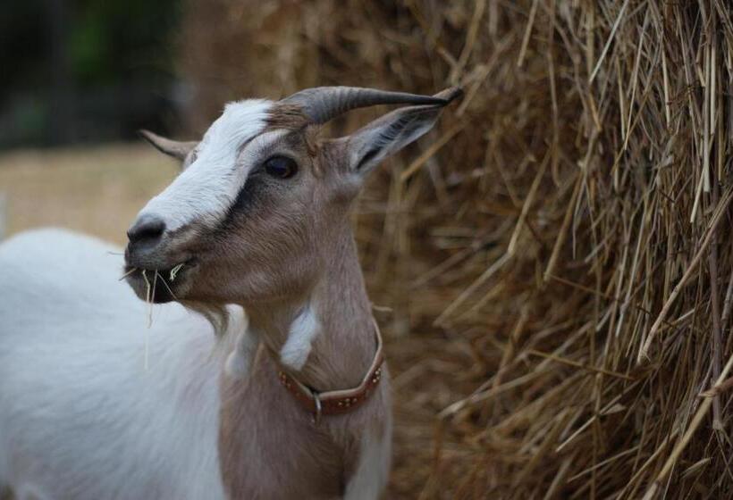 Отель Casa Verniano