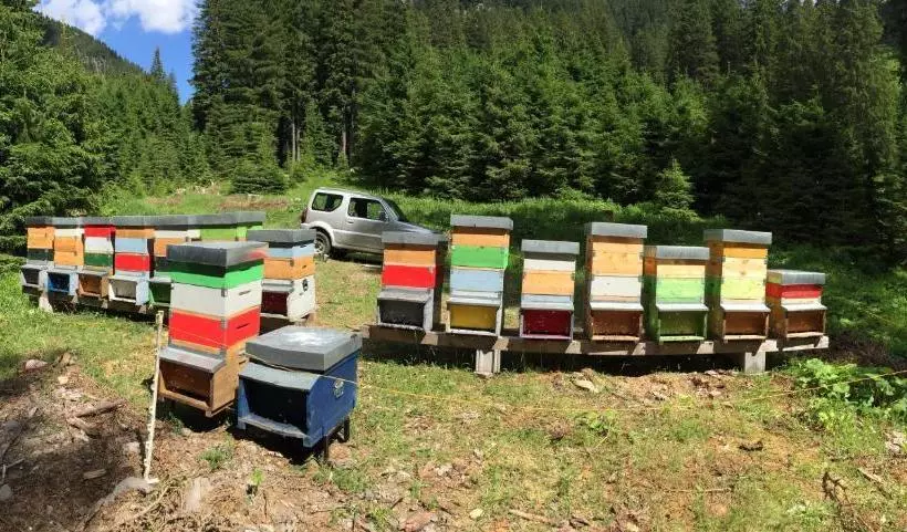 Majatalo Maso Toneto