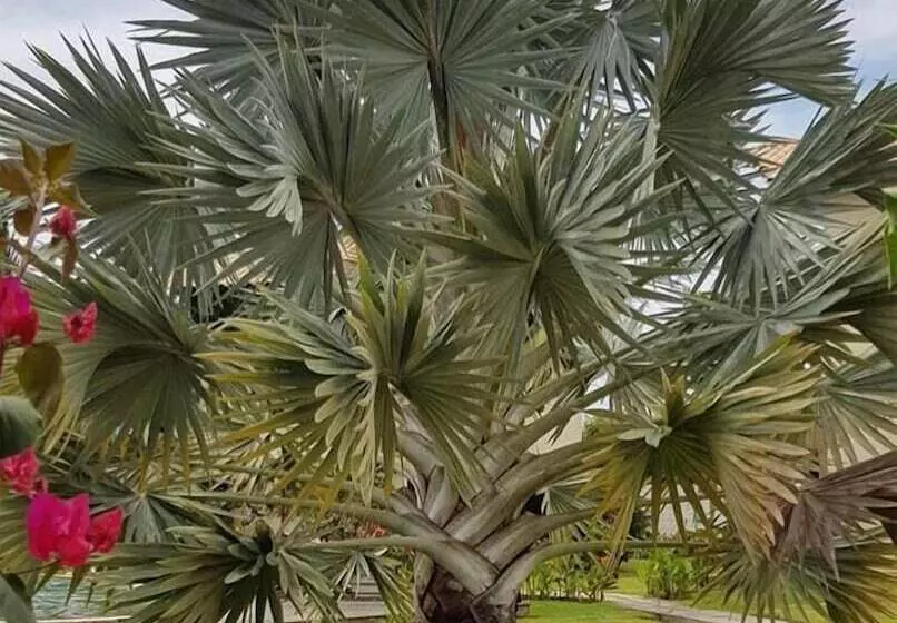ペンション Pousada Coqueiro Beach