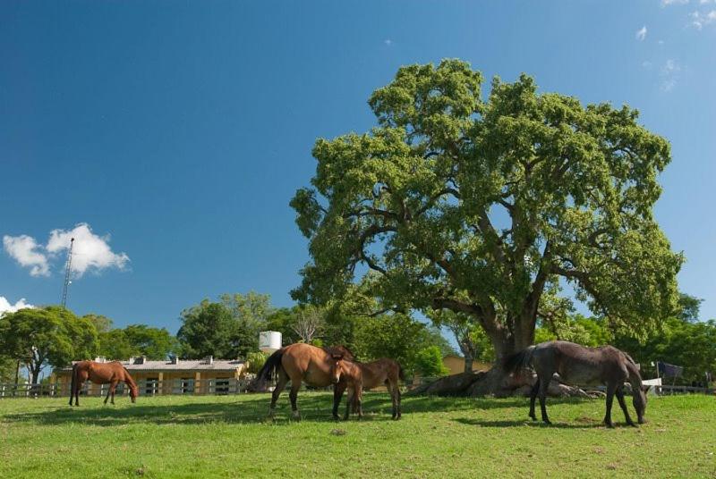 酒店 Pousada Chácara Das Roseiras