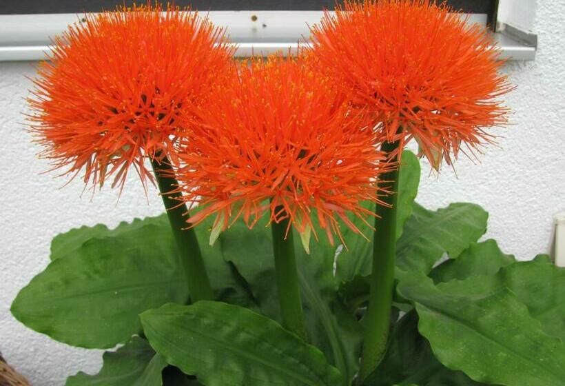 Пансион Gästehaus Gerda