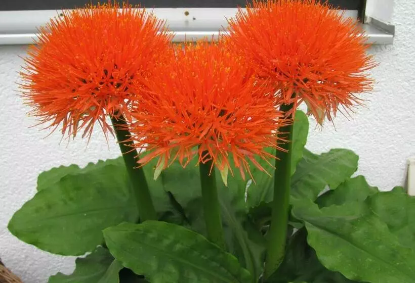 Majatalo Gästehaus Gerda