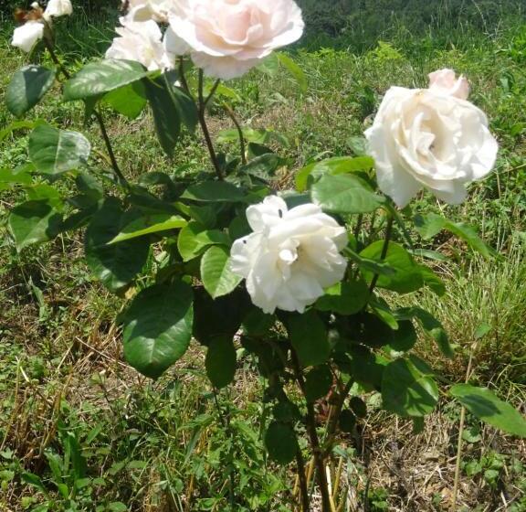 酒店 Casa Rural Arratzain