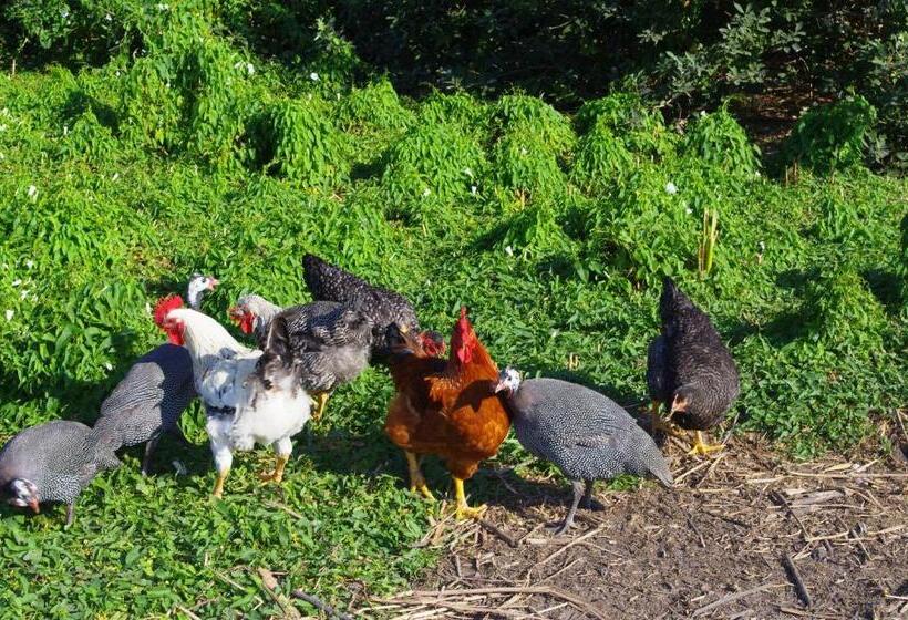 Pensionat Tölgyfakuckó Apartman