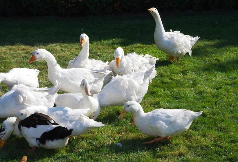 Pensionat Tölgyfakuckó Apartman