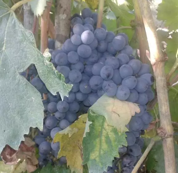 ホテル Agriturismo Santa Chiara