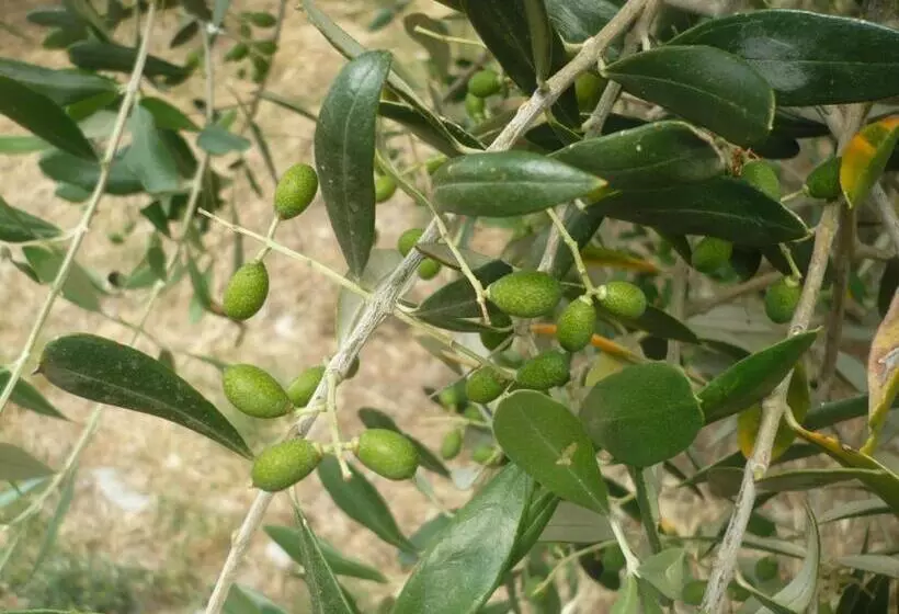 ホテル Agriturismo Santa Chiara
