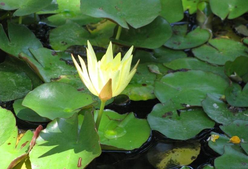 بنسيون De Langenhof Guest House