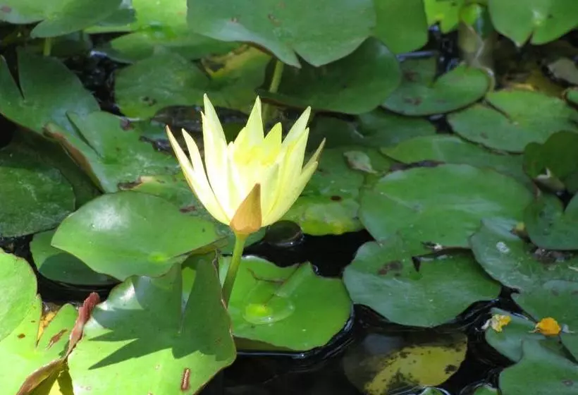 ペンション De Langenhof Guest House