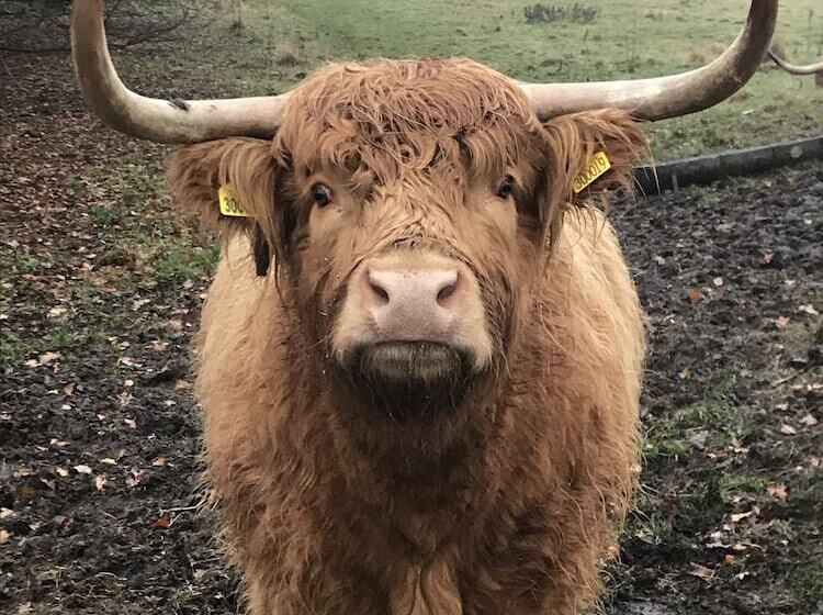 فندق صغير Kings Arms