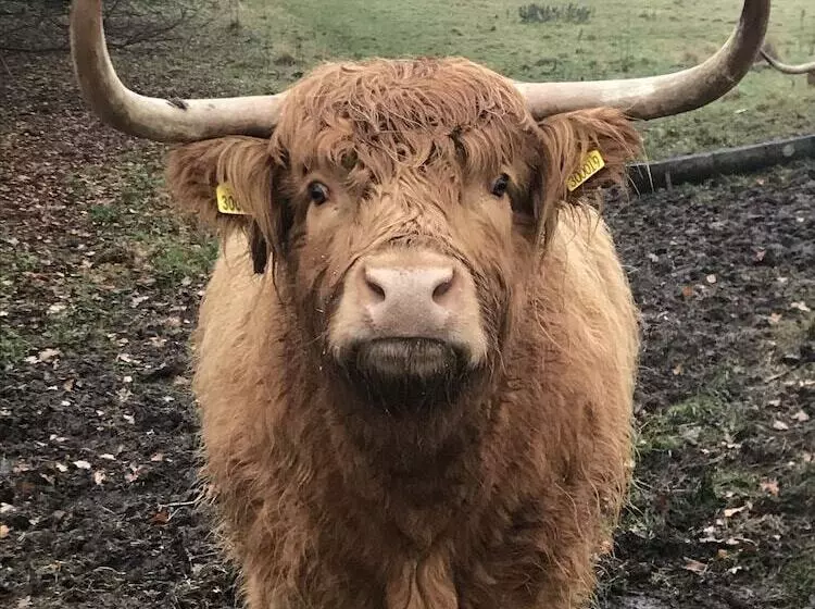 Retkeilymaja Kings Arms